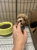 Wren, a female Poodle - Miniature  for sale in Ardmore, OK – 2 of 5