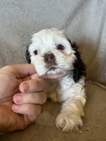 Calliope , a female Cocker Spaniel for sale in Ardmore, OK – 6 of 6