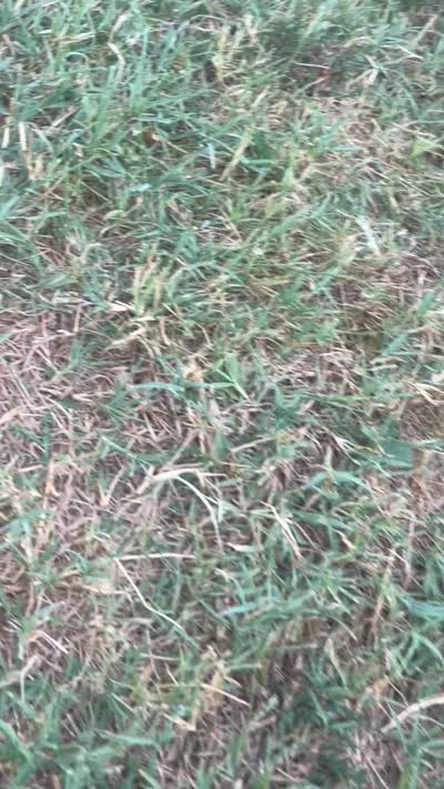 Calliope , a female Cocker Spaniel for sale in Ardmore, OK – 2 of 4