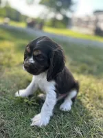 Dandy, a male Cocker Spaniel for sale in Ardmore, OK – 4 of 4