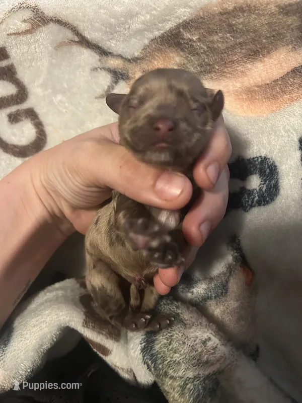 Ivy – Cocker Spaniel puppy for sale in Ardmore, OK