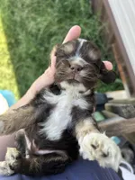 Apollo , a male Cocker Spaniel for sale in Ardmore, OK – 4 of 6