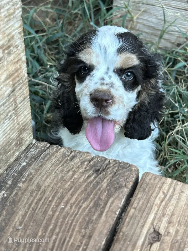 Thor – Cocker Spaniel puppy for sale in Ardmore, OK