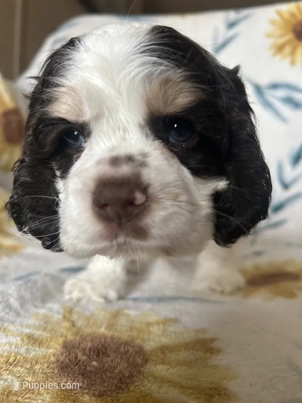 Thor  – Cocker Spaniel puppy for sale in Ardmore, OK