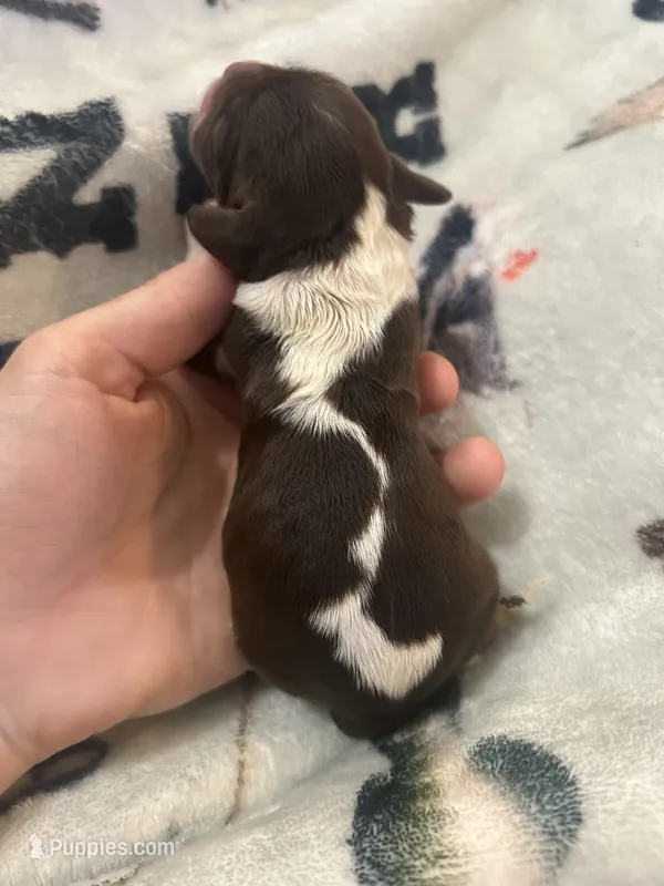 Bailey – Cocker Spaniel puppy for sale in Ardmore, OK