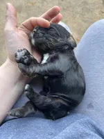 Jake, a male Cocker Spaniel for sale in Ardmore, OK – Photo 5 of 5