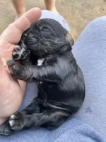 Jake, a male Cocker Spaniel for sale in Ardmore, OK – Photo 4 of 5