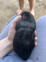 Jake, a male Cocker Spaniel for sale in Ardmore, OK – Photo 2 of 5