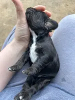 Jake, a male Cocker Spaniel for sale in Ardmore, OK – Photo 1 of 5