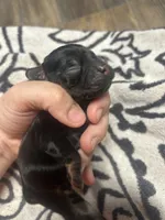 Loki, a male Cocker Spaniel for sale in Ardmore, OK – 3 of 4