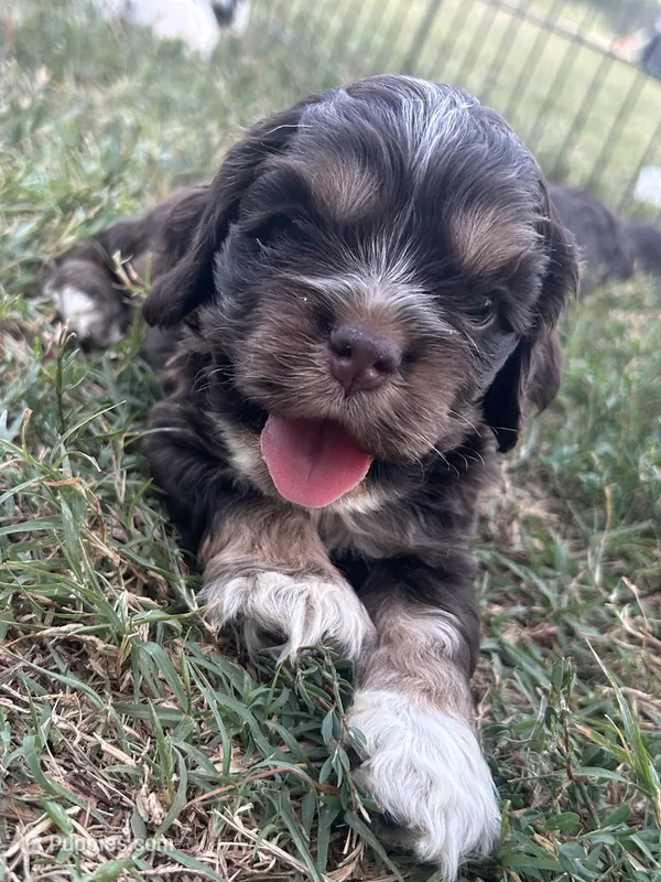 Apollo  – Cocker Spaniel puppy for sale in Ardmore, OK