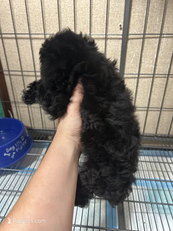 Rhett – Poodle - Miniature  puppy for sale in Ardmore, OK