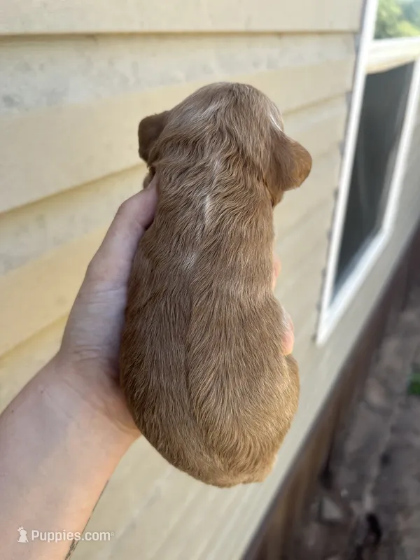 Noodle – Cavalier King Charles Spaniel puppy for sale in Ardmore, OK