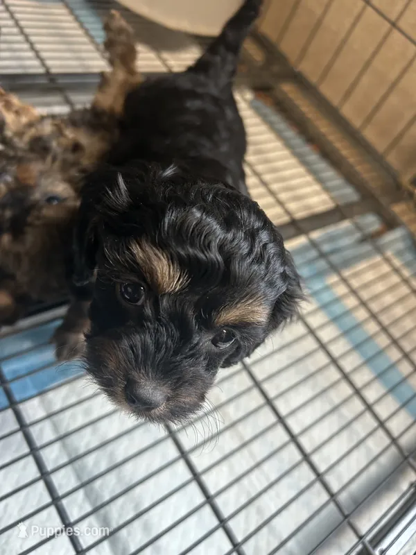 Tater – Cavapoo puppy for sale in Ardmore, OK