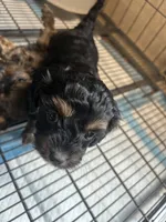 Tater, a male Cavapoo for sale in Ardmore, OK – 1 of 4