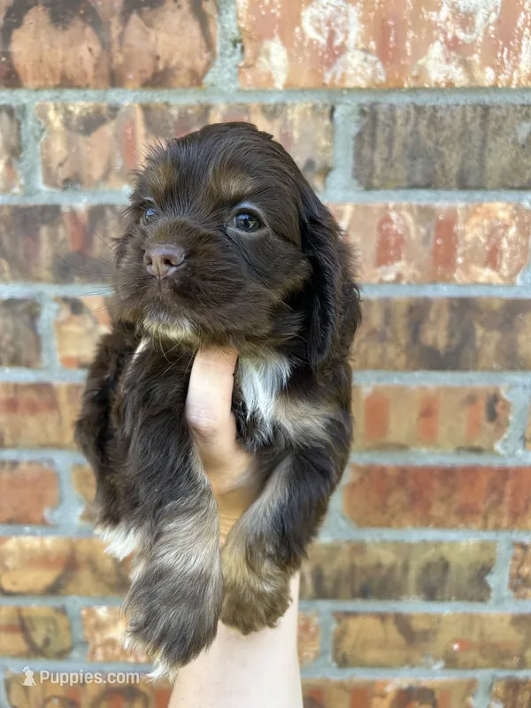 Olive, a female Cocker Spaniel for sale in Ardmore, OK – 1 of 3