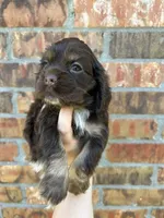 Olive, a female Cocker Spaniel for sale in Ardmore, OK – 1 of 3