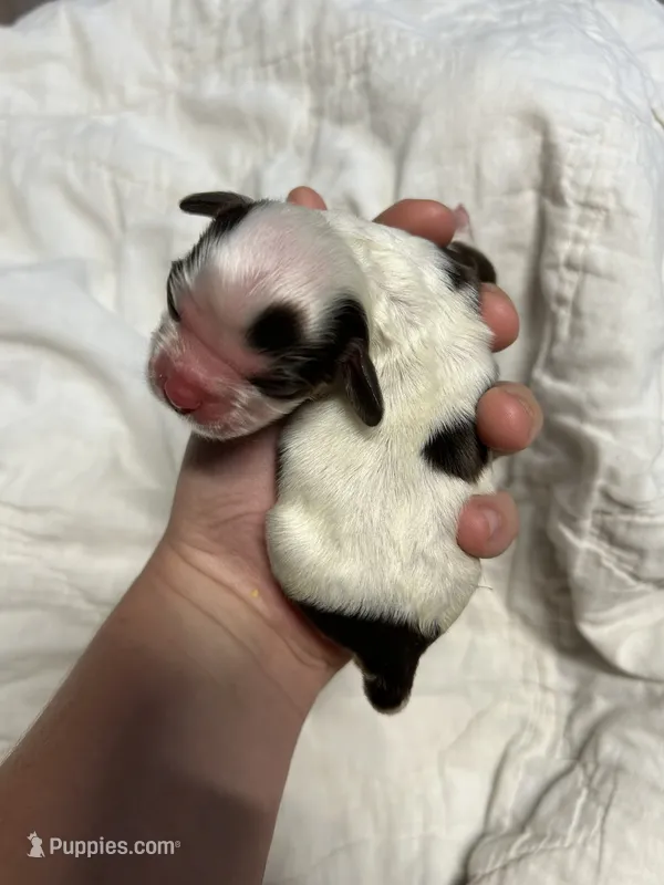 Thor – Cocker Spaniel puppy for sale in Ardmore, OK