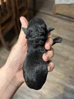 Boone, a male Poodle - Miniature  for sale in Ardmore, OK – 2 of 2
