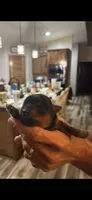 Peanut, a male Yorkshire Terrier for sale in Ardmore, OK – 3 of 6