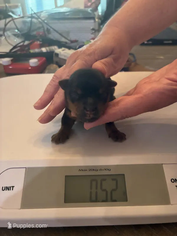 Mitchie  – Yorkshire Terrier puppy for sale in Ardmore, OK