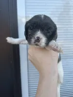 processed/e88d05ab-db3d-4fbf-99b2-084fdd859558/listing/21f19808-a832-4055-81ec-16e18d9e9cef/dd5de9f1-73bc-4487-8b54-0f0c2f3e79db