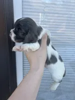 processed/e88d05ab-db3d-4fbf-99b2-084fdd859558/listing/21f19808-a832-4055-81ec-16e18d9e9cef/e5fd7daf-737a-495d-bbab-93ba8c3e3c29