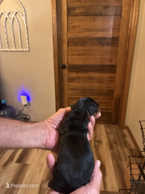 Elfie – Yorkshire Terrier puppy for sale in Ardmore, OK