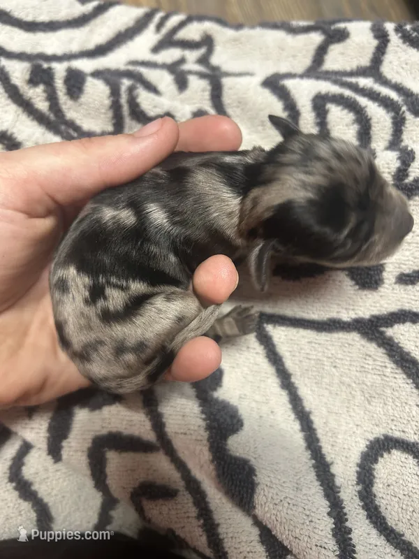 Shep – Cocker Spaniel puppy for sale in Ardmore, OK