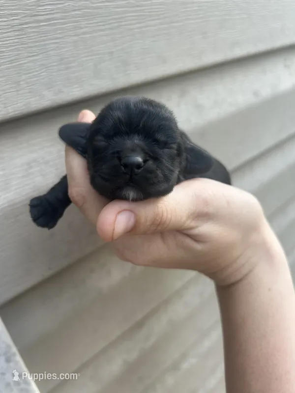 Skeeter  – Cocker Spaniel puppy for sale in Ardmore, OK
