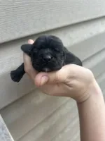 Skeeter , a female Cocker Spaniel for sale in Ardmore, OK – 1 of 3