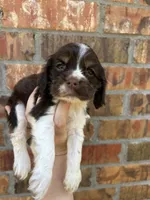 Chet, a male Cocker Spaniel for sale in Ardmore, OK – 1 of 3