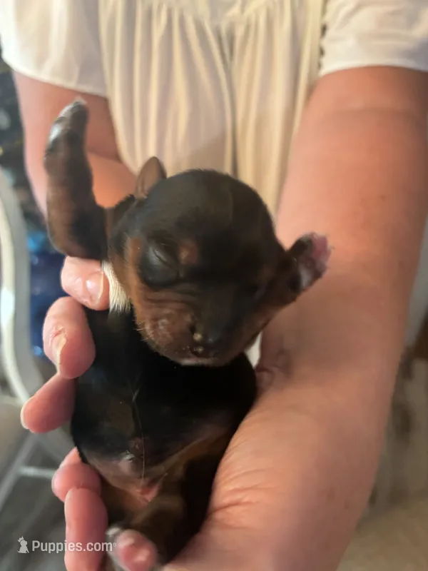 Mickey – Yorkshire Terrier puppy for sale in Ardmore, OK