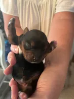Mickey, a male Yorkshire Terrier for sale in Ardmore, OK – 1 of 3