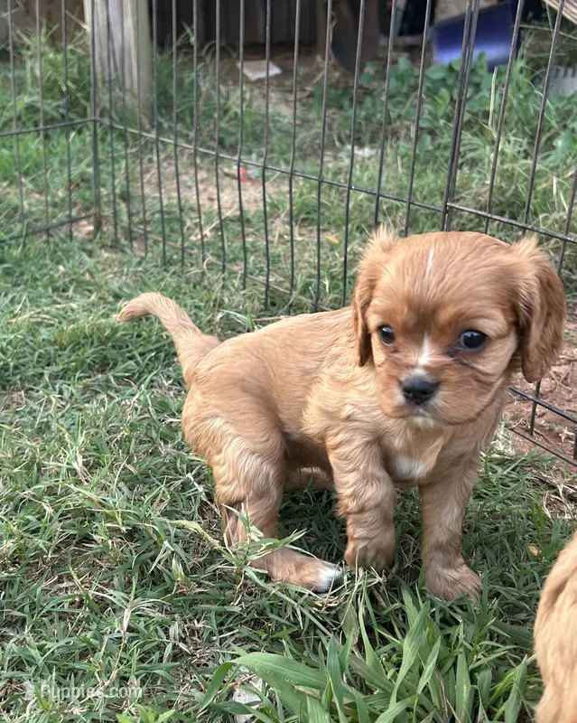 Dumplin – Cavalier King Charles Spaniel puppy for sale in Ardmore, OK