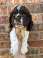 Jitter, a male Cocker Spaniel for sale in Ardmore, OK – 1 of 5