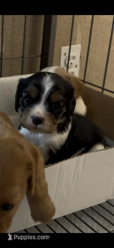 Poppy – Cavalier King Charles Spaniel puppy for sale in Ardmore, OK