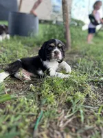 Goose, a male Cocker Spaniel for sale in Ardmore, OK – 1 of 4