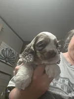 Lady Mae, a female Cocker Spaniel for sale in Ardmore, OK – 7 of 9