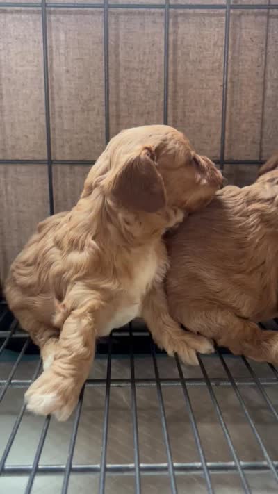 Frankie, a male Cavapoo for sale in Ardmore, OK – 3 of 3