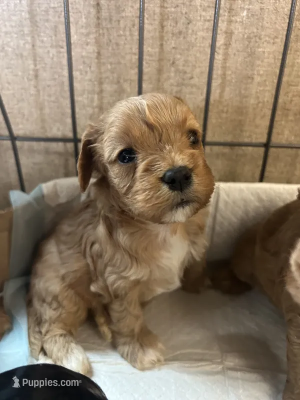 Frankie – Cavapoo puppy for sale in Ardmore, OK