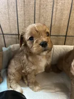 Frankie, a male Cavapoo for sale in Ardmore, OK – 1 of 3