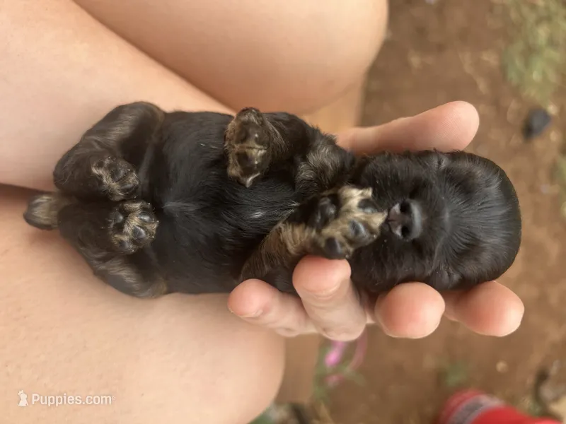 Skeeter  – Cocker Spaniel puppy for sale in Ardmore, OK