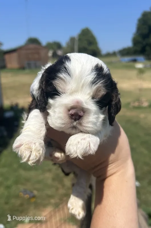 Thor – Cocker Spaniel puppy for sale in Ardmore, OK