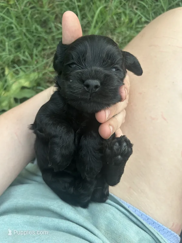 Jet – Cocker Spaniel puppy for sale in Ardmore, OK