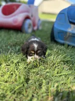 Scout, a male Cocker Spaniel for sale in Ardmore, OK – 2 of 2