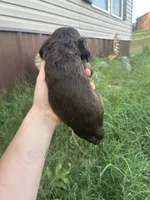 Ollie, a male Cocker Spaniel for sale in Ardmore, OK – 3 of 3