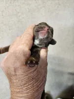 Mocha , a female Cocker Spaniel for sale in Ardmore, OK – Photo 2 of 3
