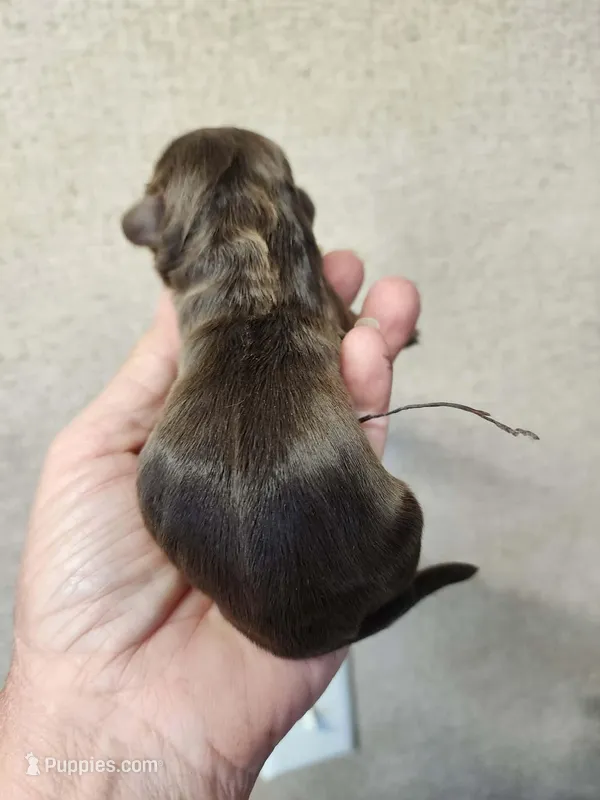 Mocha  – Cocker Spaniel puppy for sale in Ardmore, OK