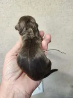 Mocha , a female Cocker Spaniel for sale in Ardmore, OK – Photo 1 of 3